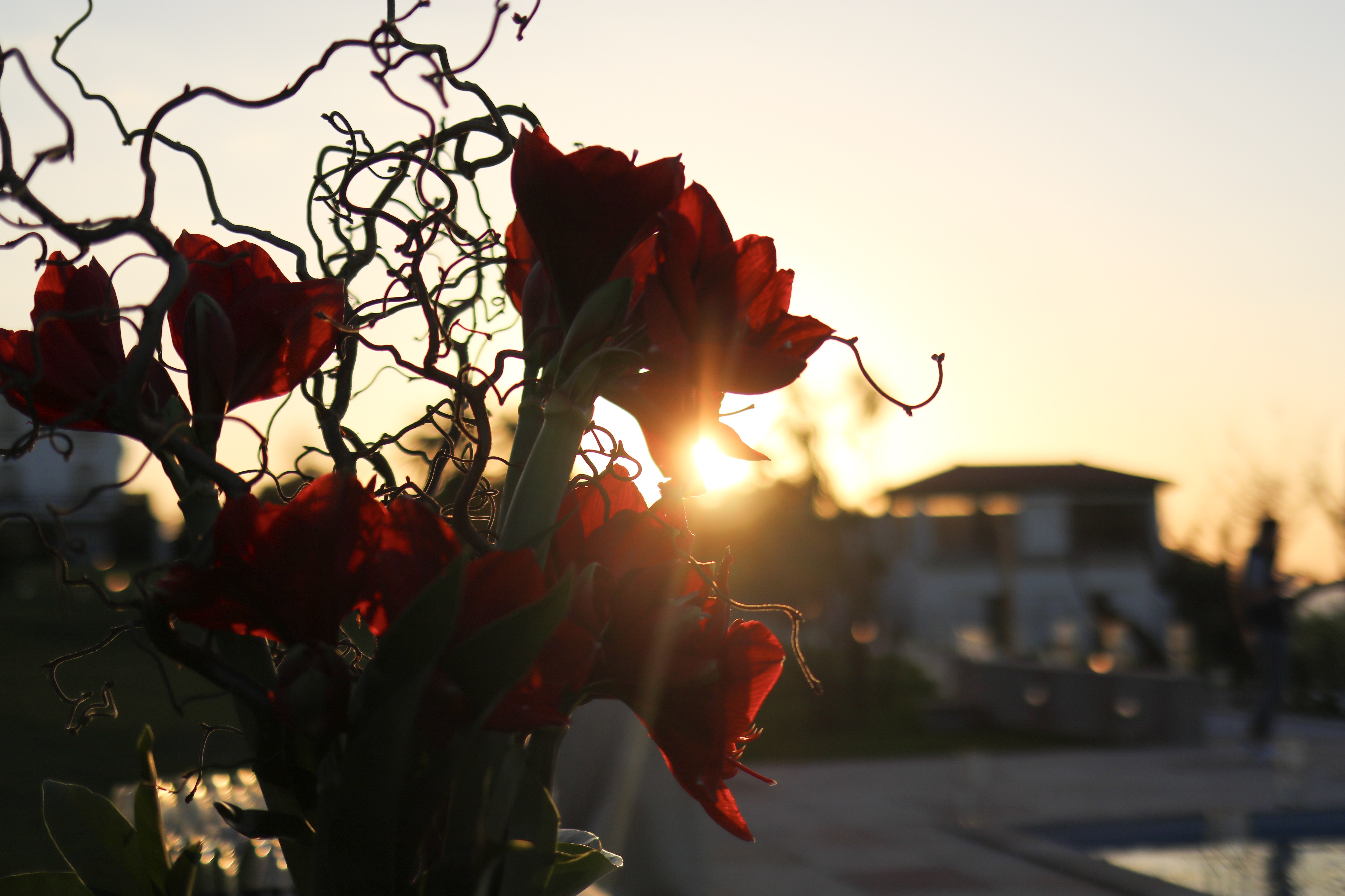 Couché de soleil la réserve